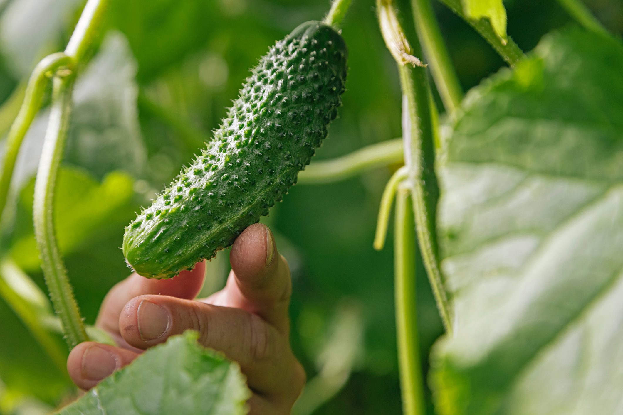 Cropped image of man touching fresh cucumber grown in garden