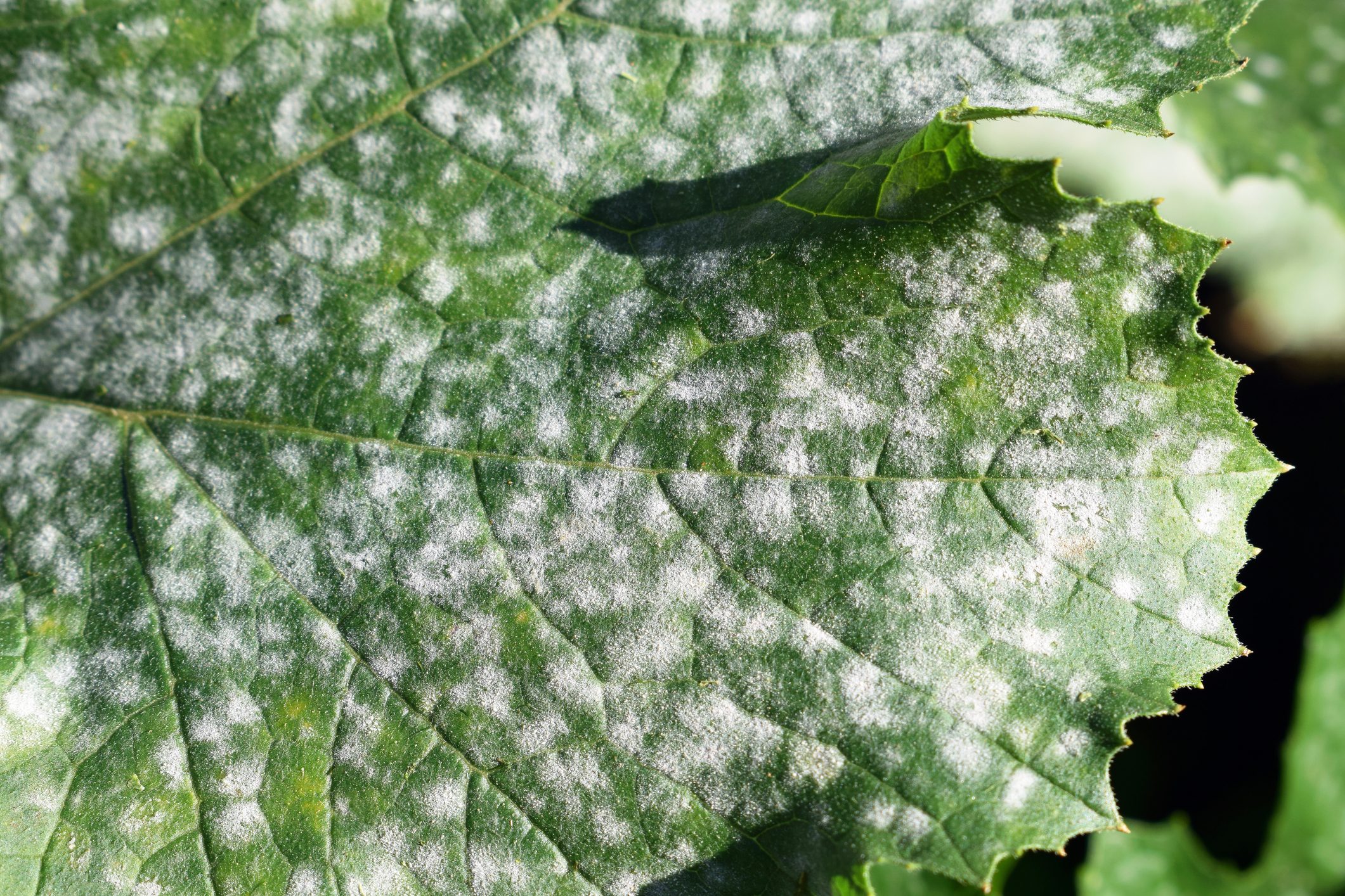 Powdery mildew on zucchini foliage close up