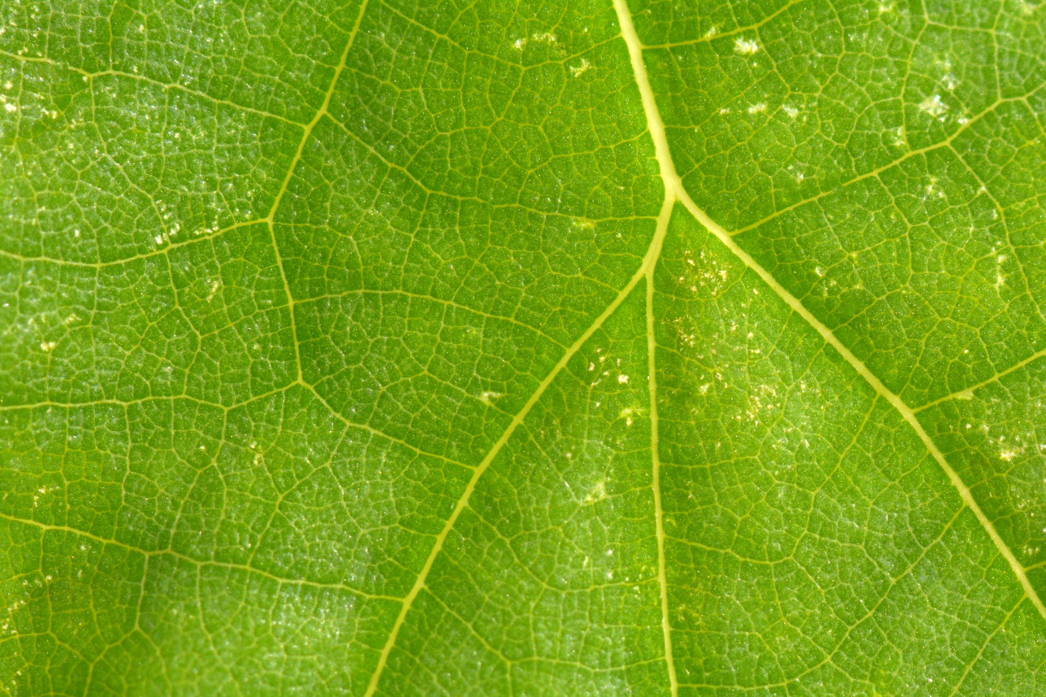yellow spots on leaf due to spider mites in vegetable garden