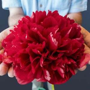 Command Performance Dahlia