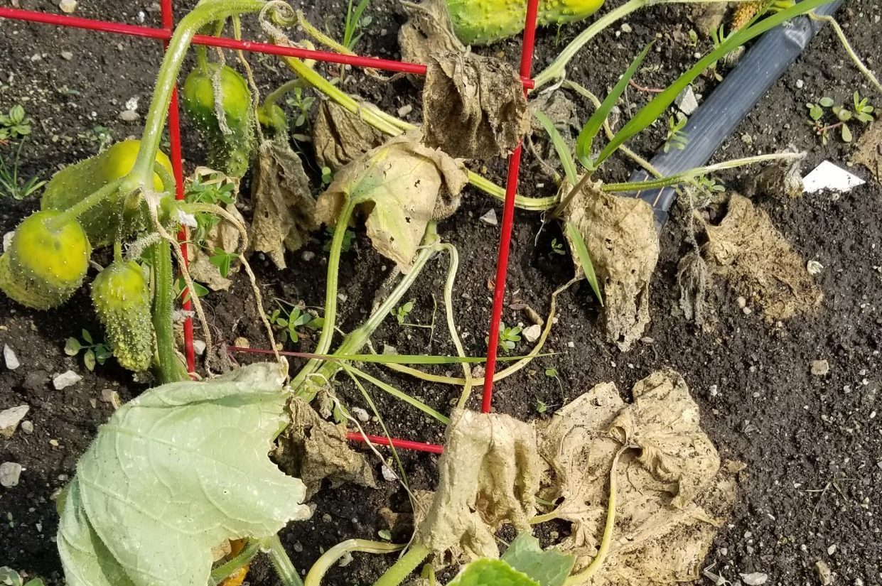 moldy leaves in vegetable garden