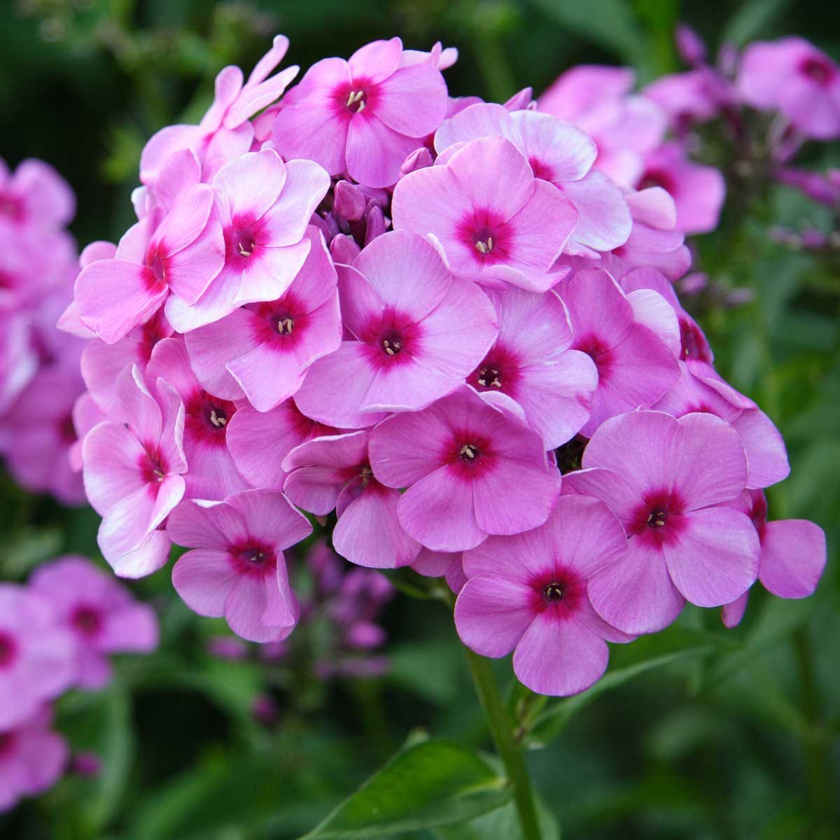 Phlox 