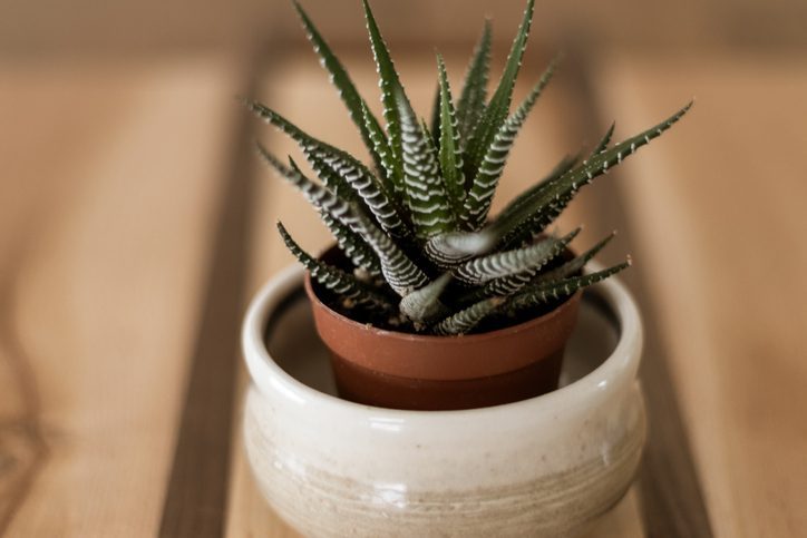 Small Zebra Haworthia Succulent In Clay Pot