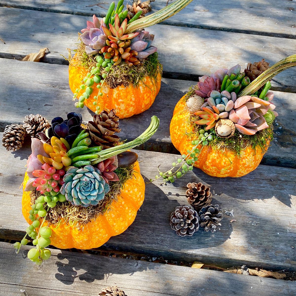 Succulent Pumpkins