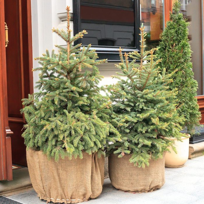 Potted evergreen small Christmas fir tree near house