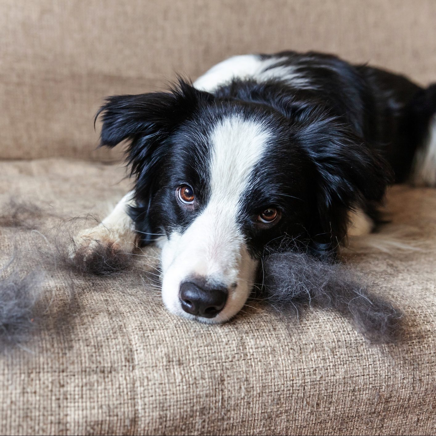 12 Pet Hair Removers That Really Work