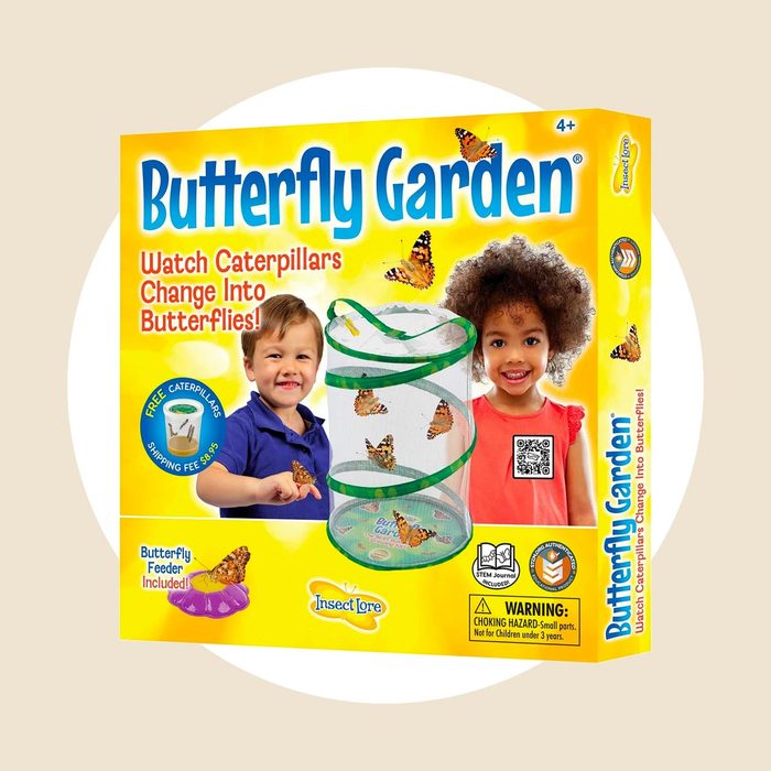 Insect Lore Butterfly Growing Kit