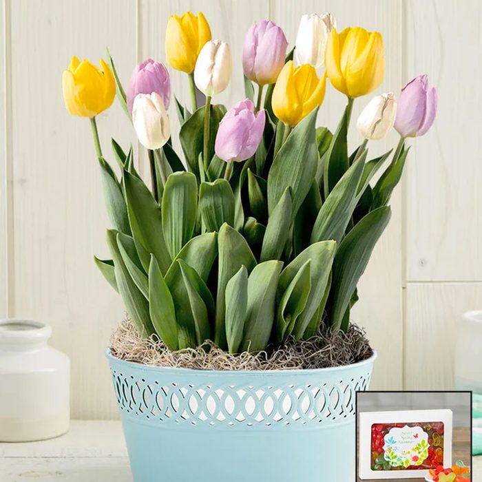 Sweet Spring Tulip Bulb Garden
