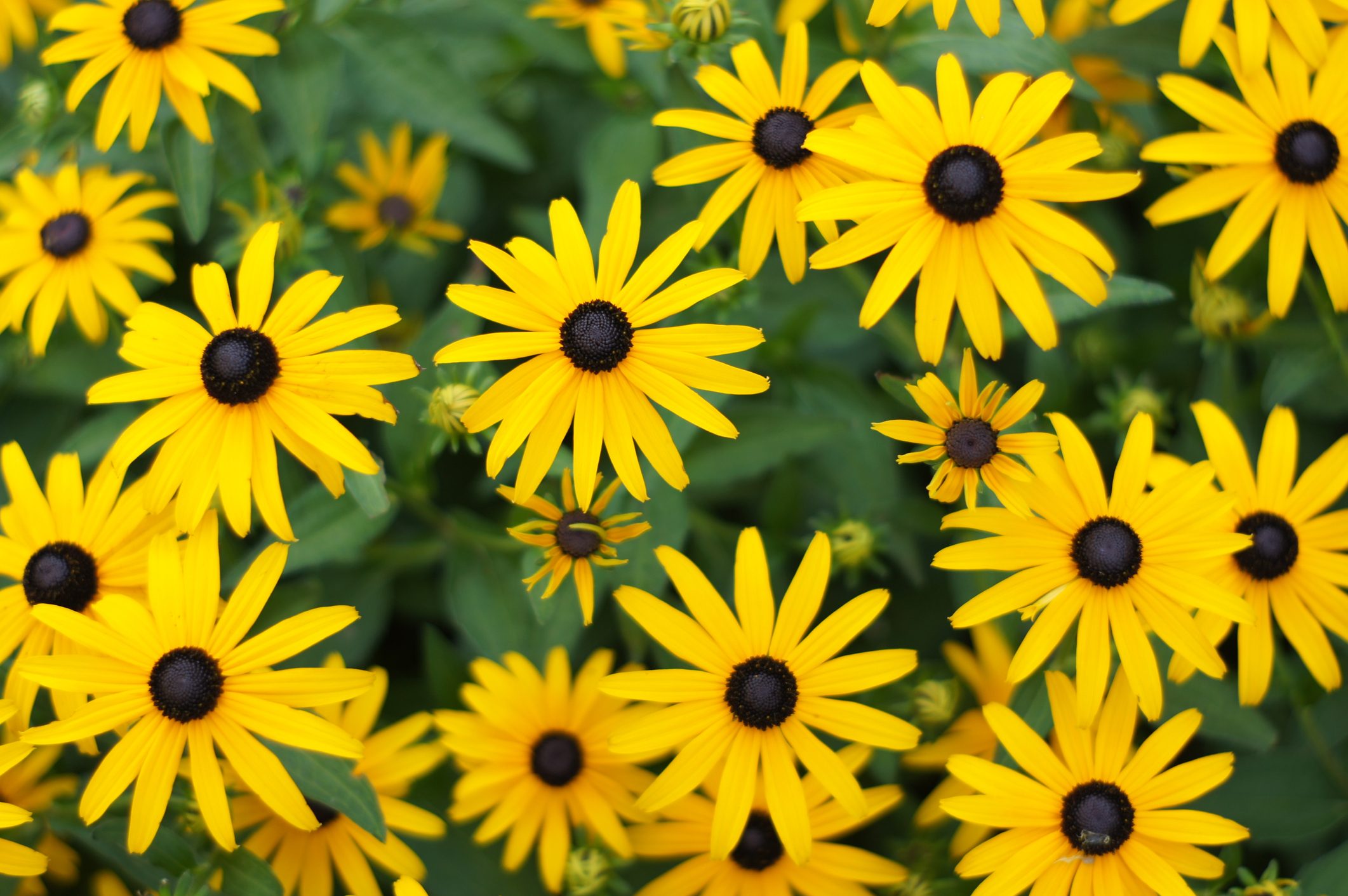 Close-Up Of Yellow Flower black eyed Susan