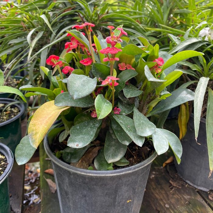 Crown Of Thorns Pink Euphorbia Milii Ecomm Via Etsy.com