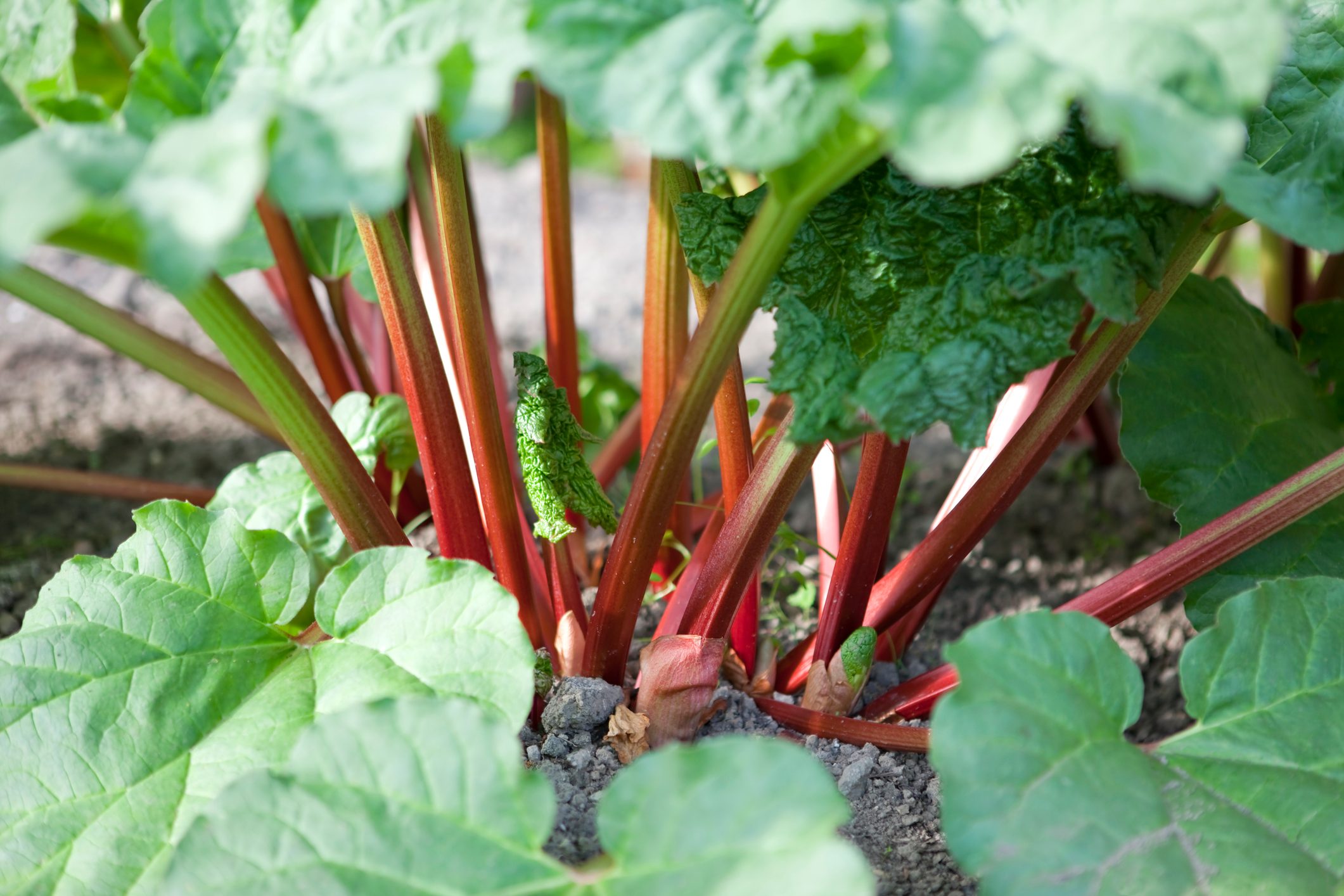 How to Grow Rhubarb