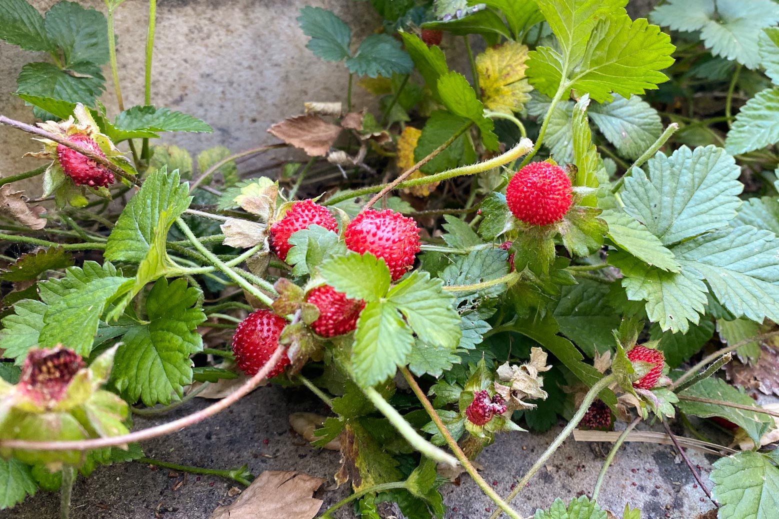 What’s the Difference Between Mock Strawberry and Wild Strawberry Plants?