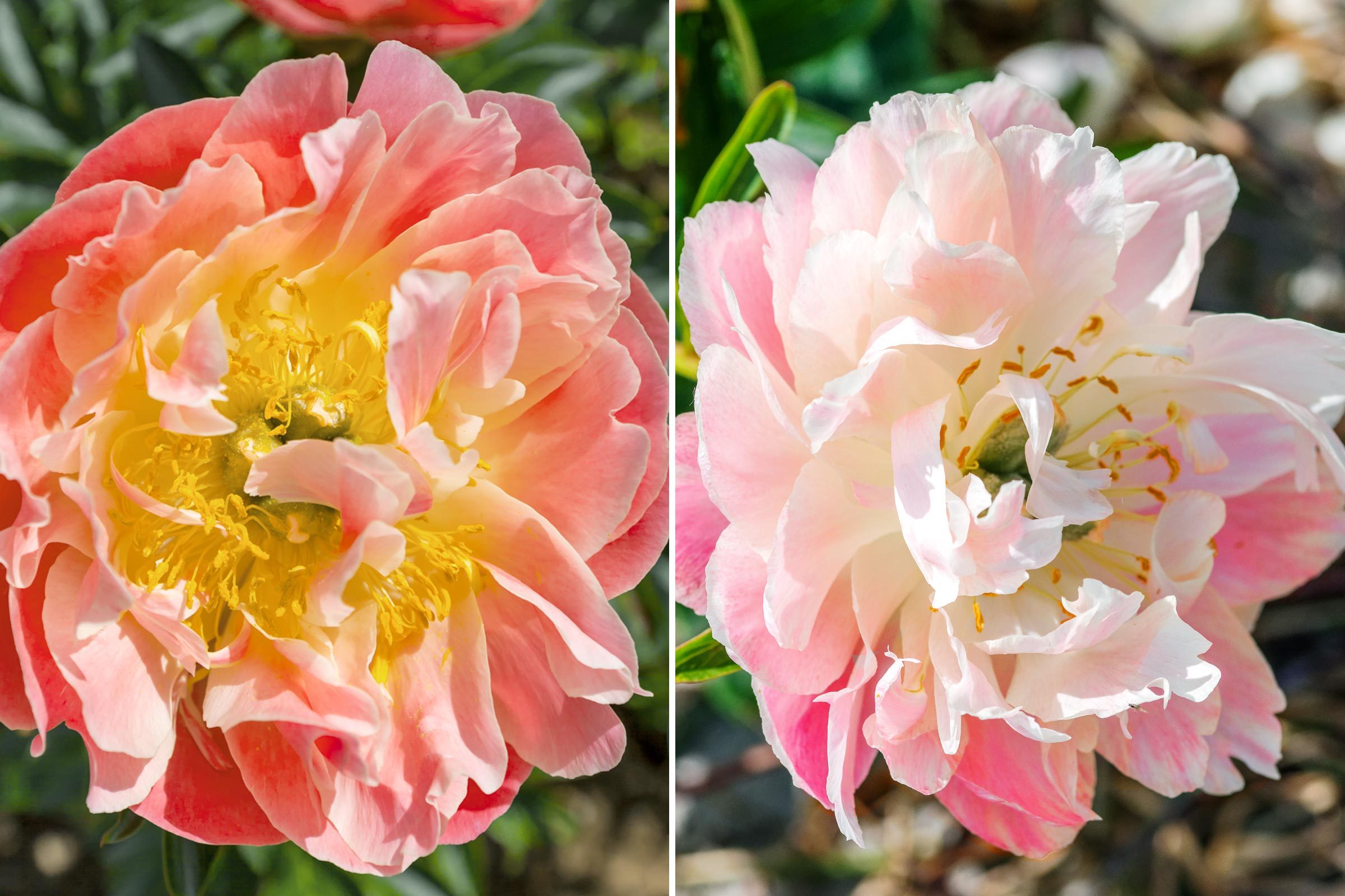 These Color-Changing Peonies Will Light Up Your Garden