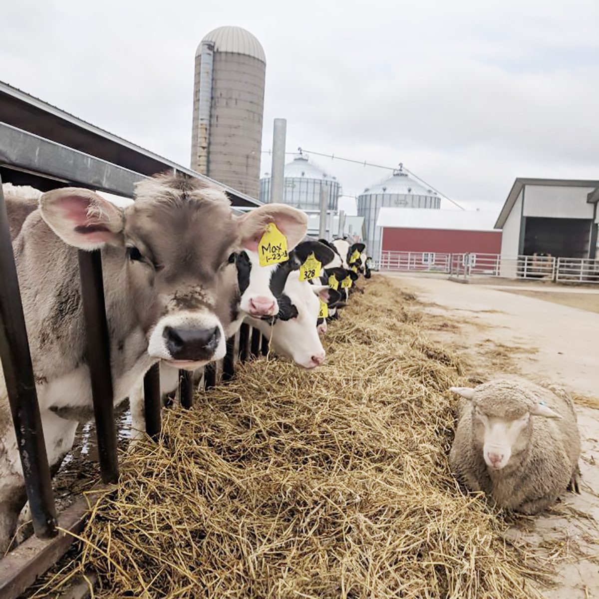 Hinchleys Dairy Farm Tour Wisconsin