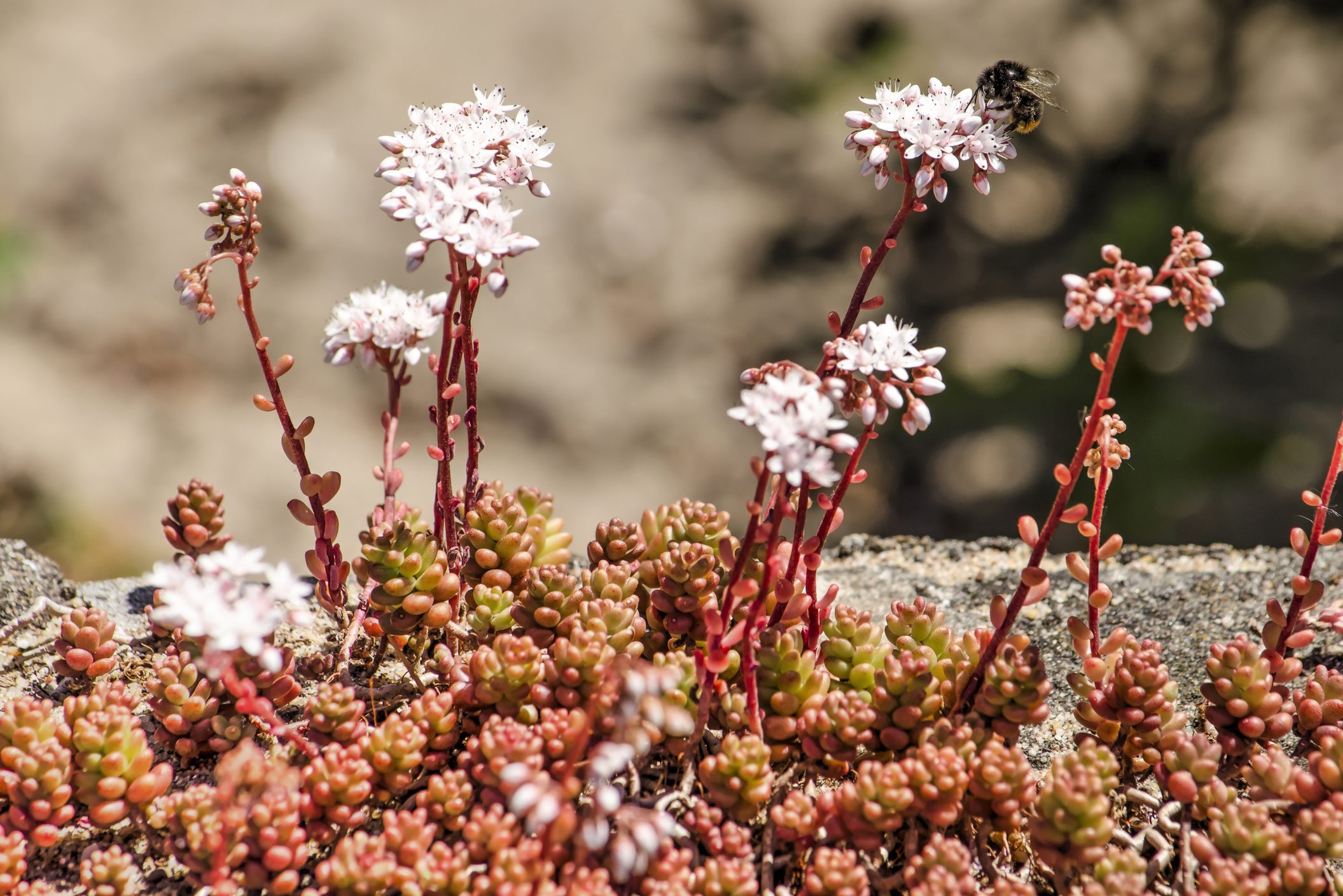 Red sedum growing in a garden with a bee visiting the white flowers