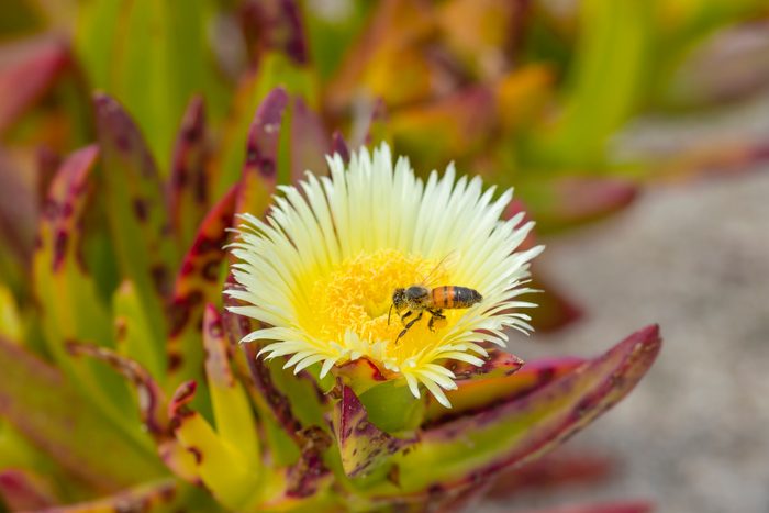 Bee on flower succulent