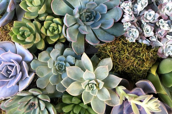 variety of Echeveria succulent plants in a garden