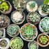 How to Take Care of Succulents, Inside or Outdoors