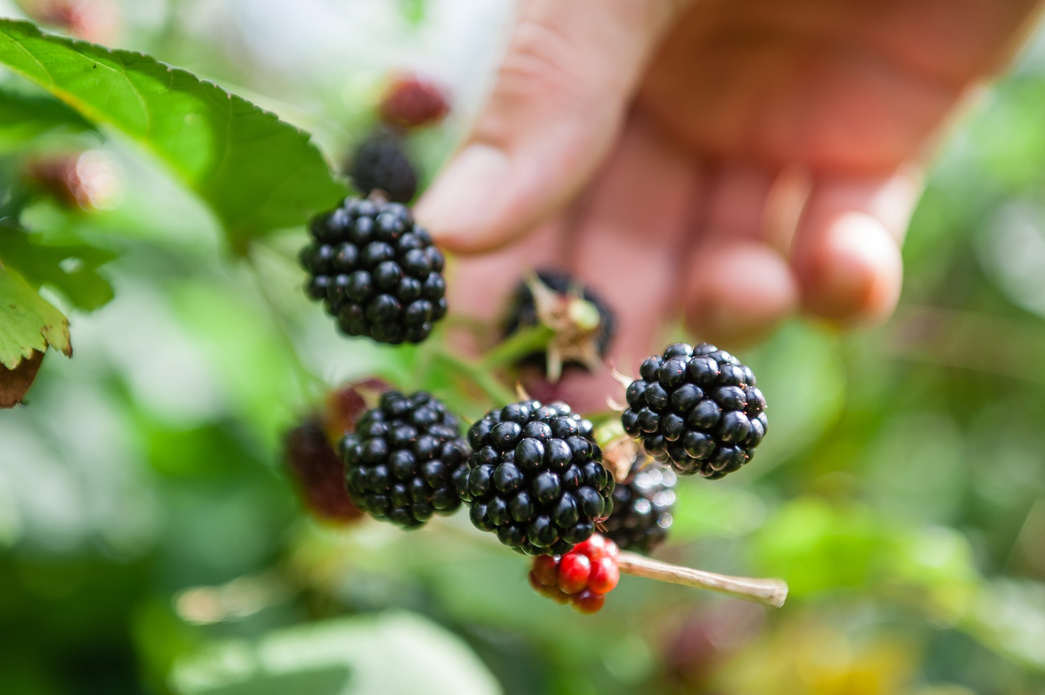 How to Pick the Best Blackberries