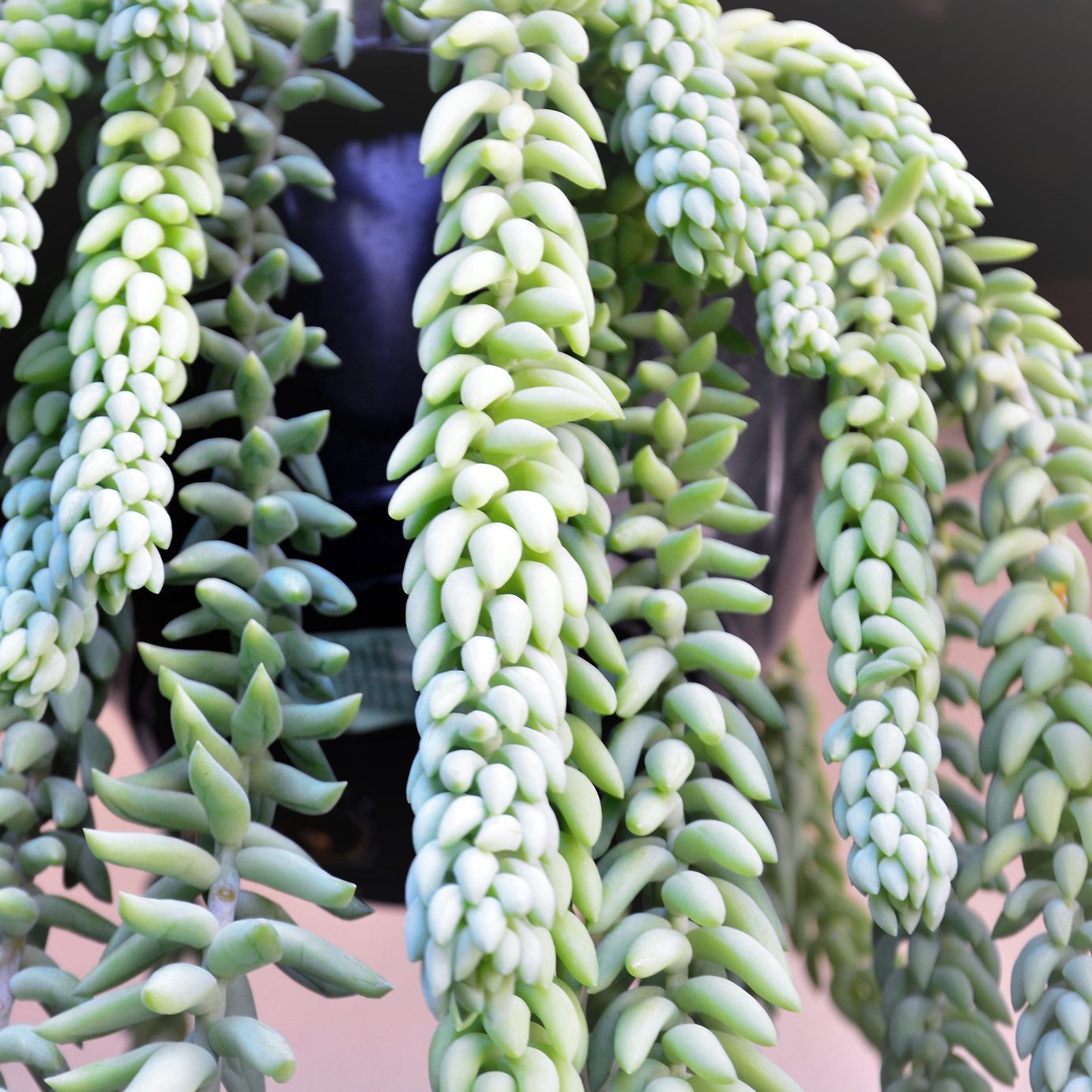 burros tail succulent plants