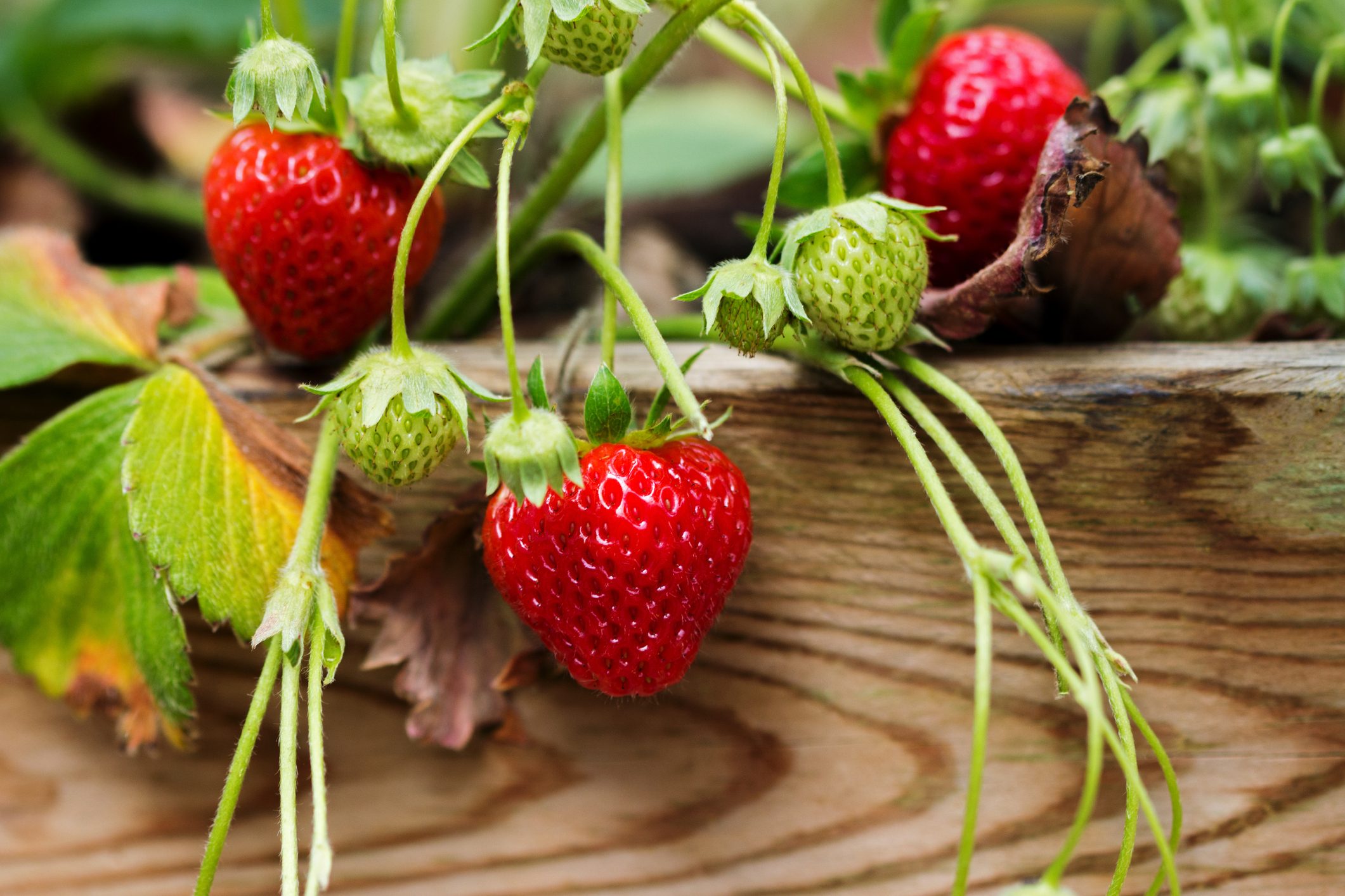 How to Grow Strawberries Inside and Out