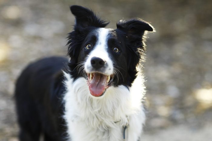 Happy Border Collie Dog Outdoors