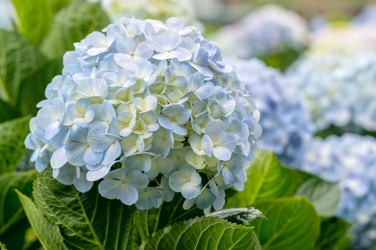 How to Take Care of Your Hydrangeas in Winter (for Big Blooms Next Summer)