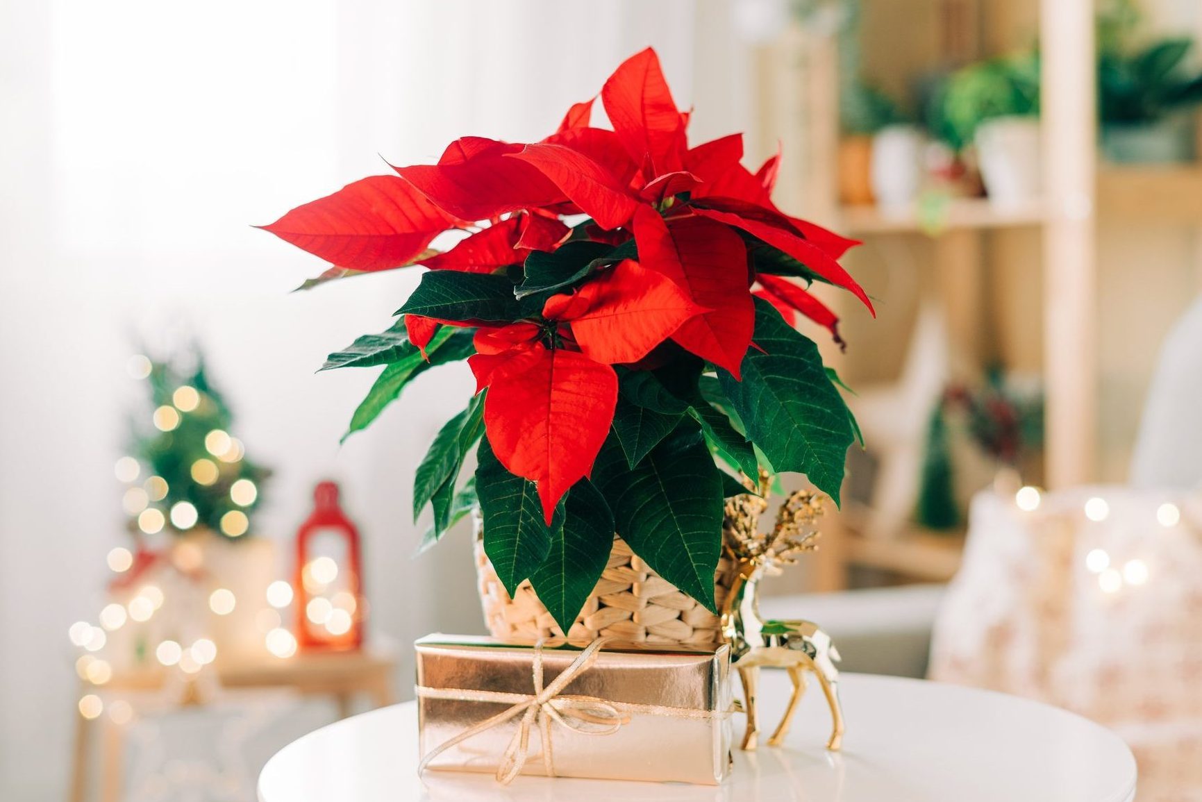 How to Care for Poinsettias So They Last All Season