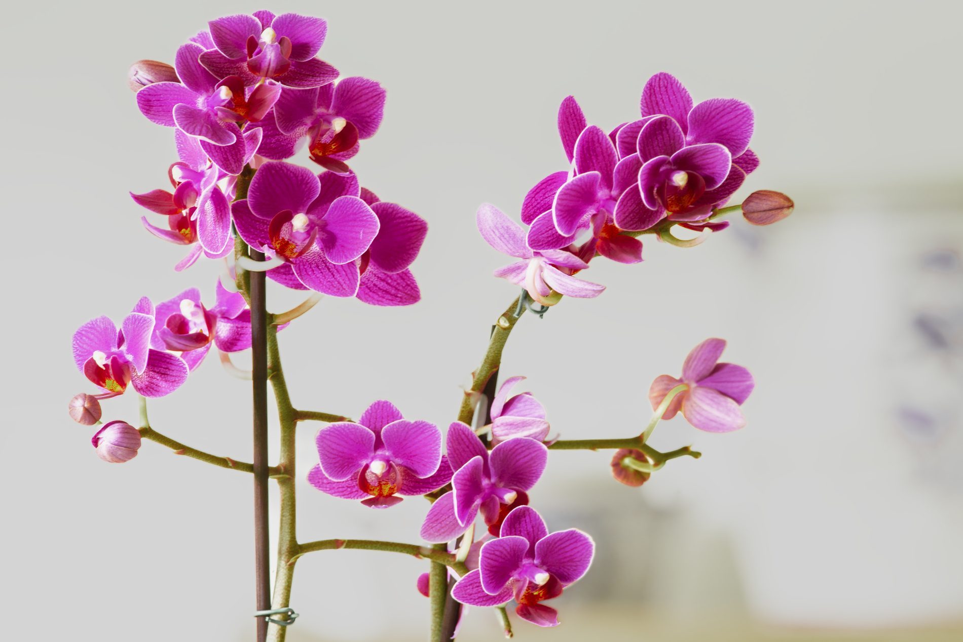 marvelous pink orchids close up