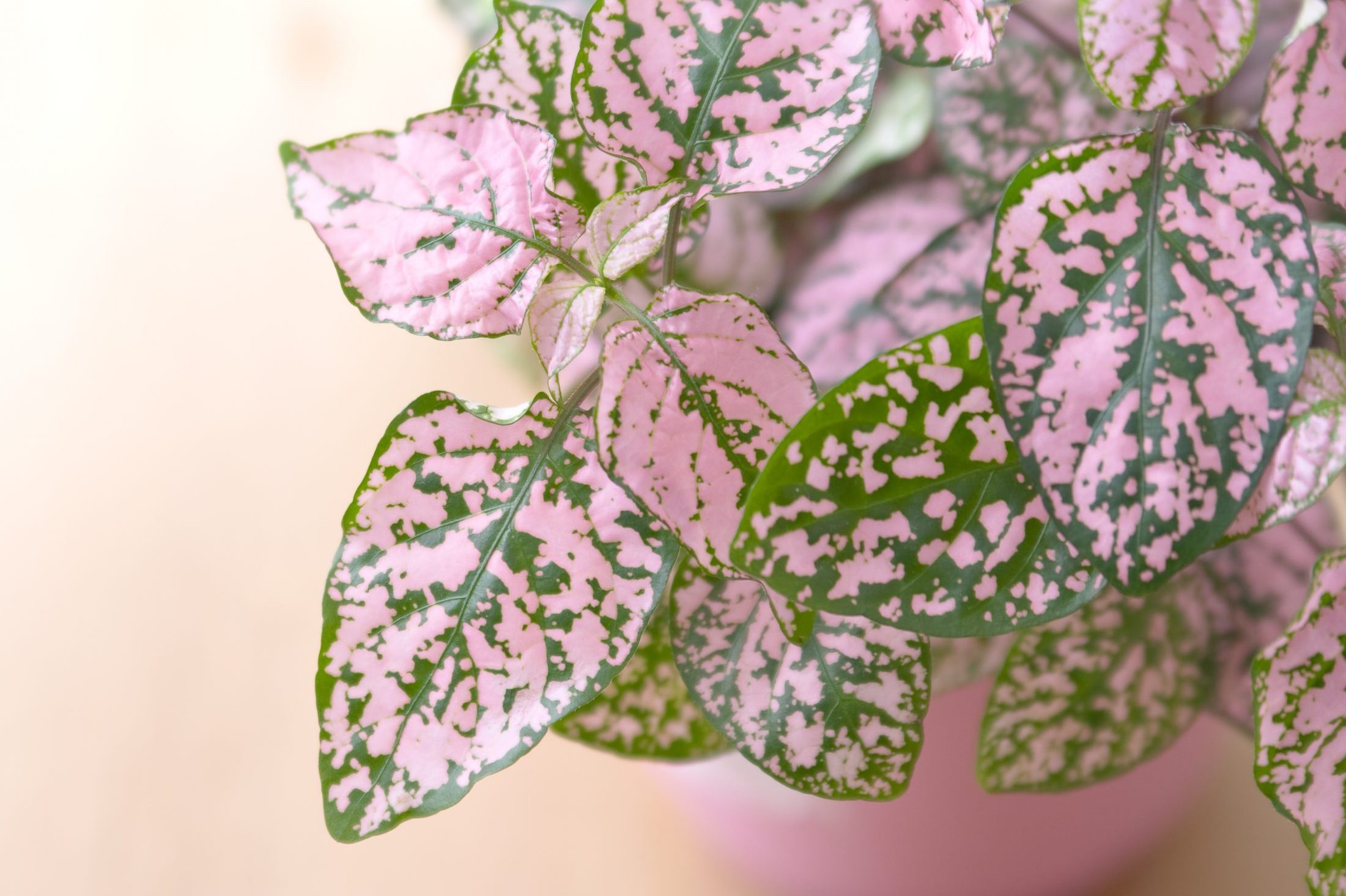 8 Pink Plants for Your Houseplant Collection