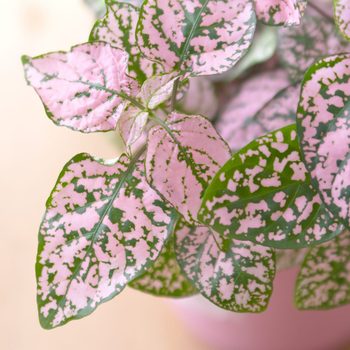 Polka dot plant