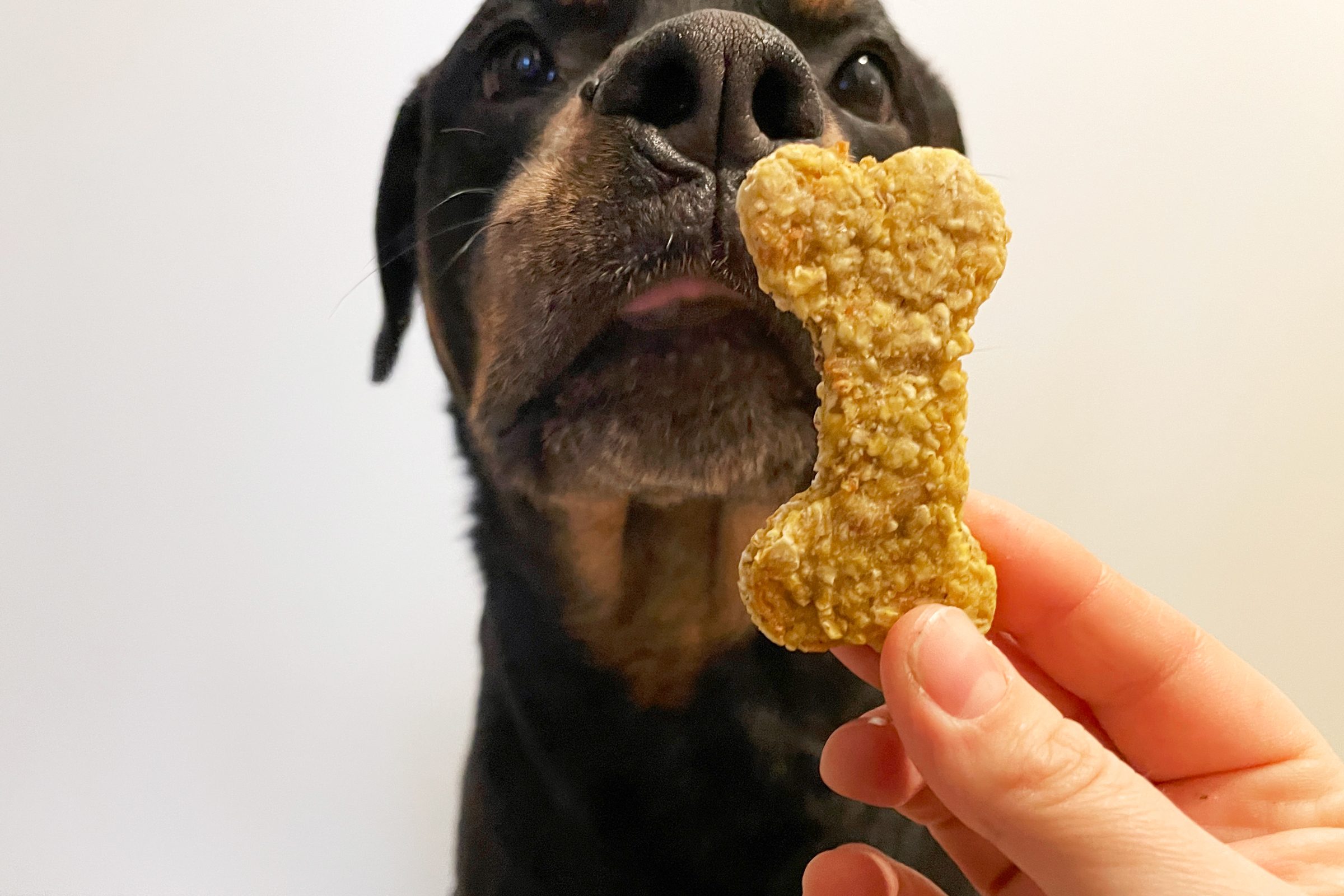 How to Make Homemade Chicken Dog Treats