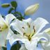 Your Guide to Caring for an Easter Lily