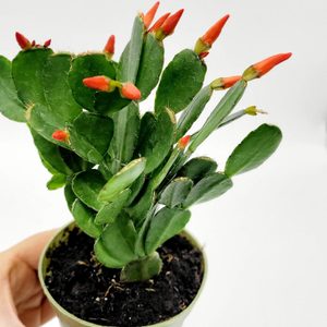 Spring Cactus with Flowers