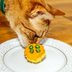 How to Make a Birthday Cake for Your Cat