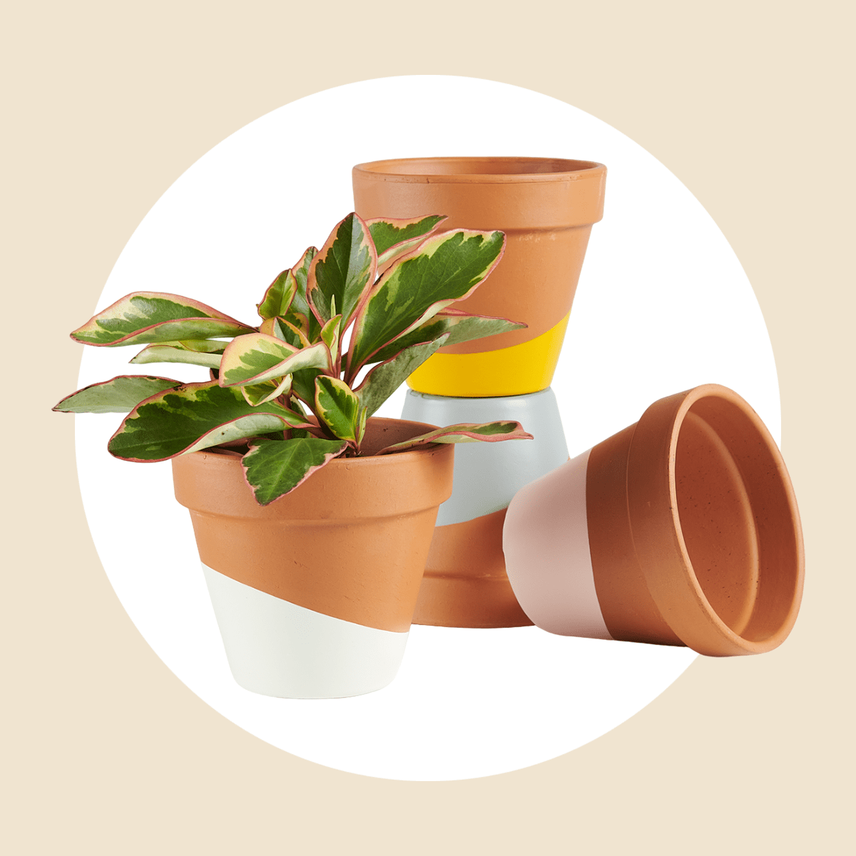 Horti Plant Subscription Box