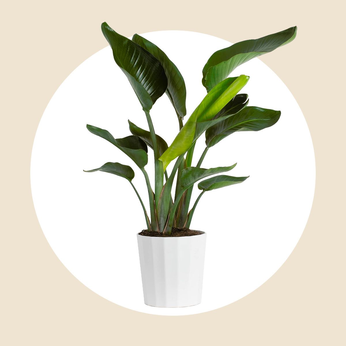 Birds of Paradise Plant