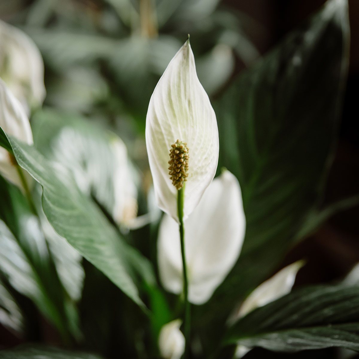 Peace Lily Plant