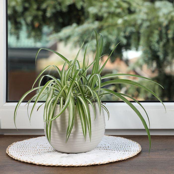 Spider Plant