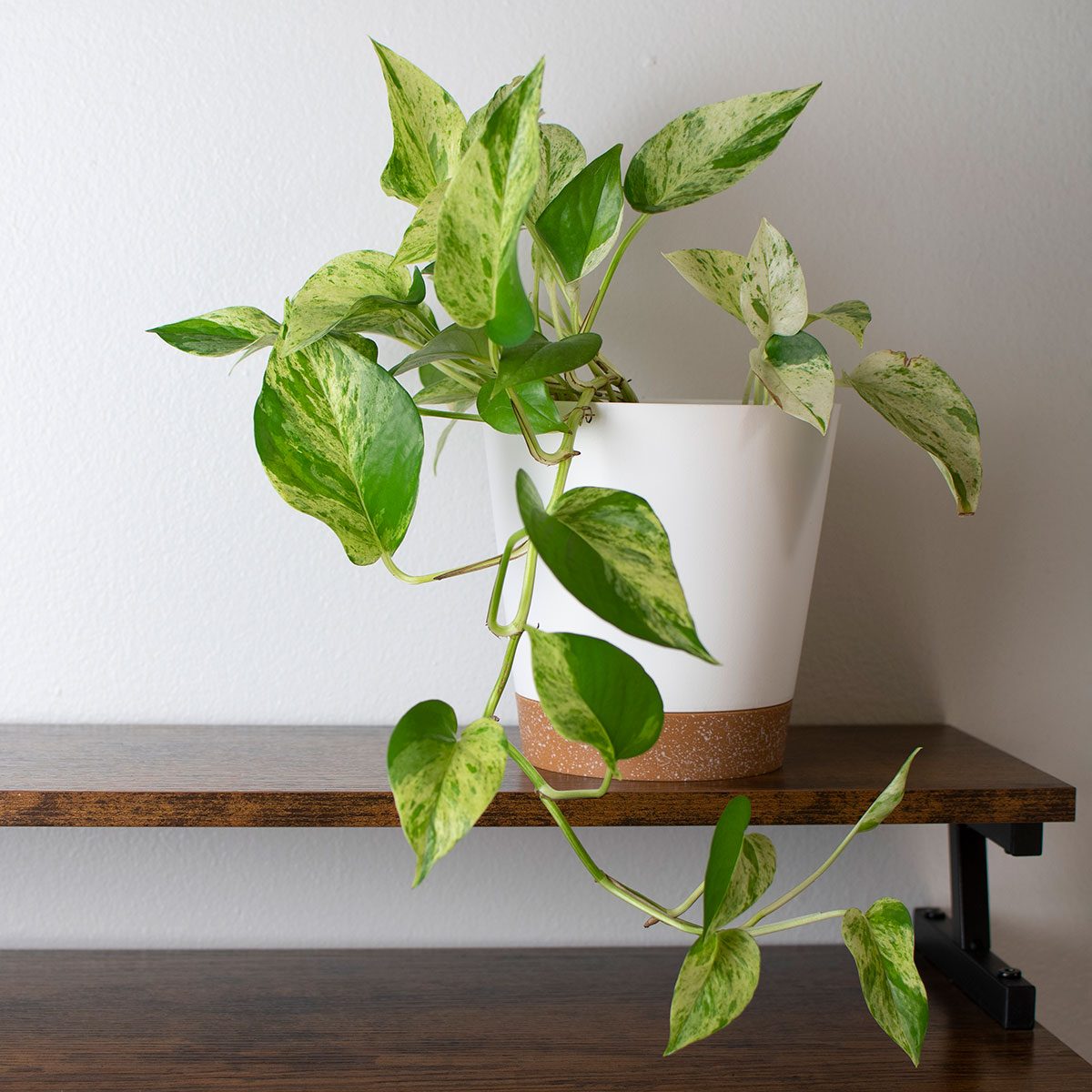 Pothos Plant