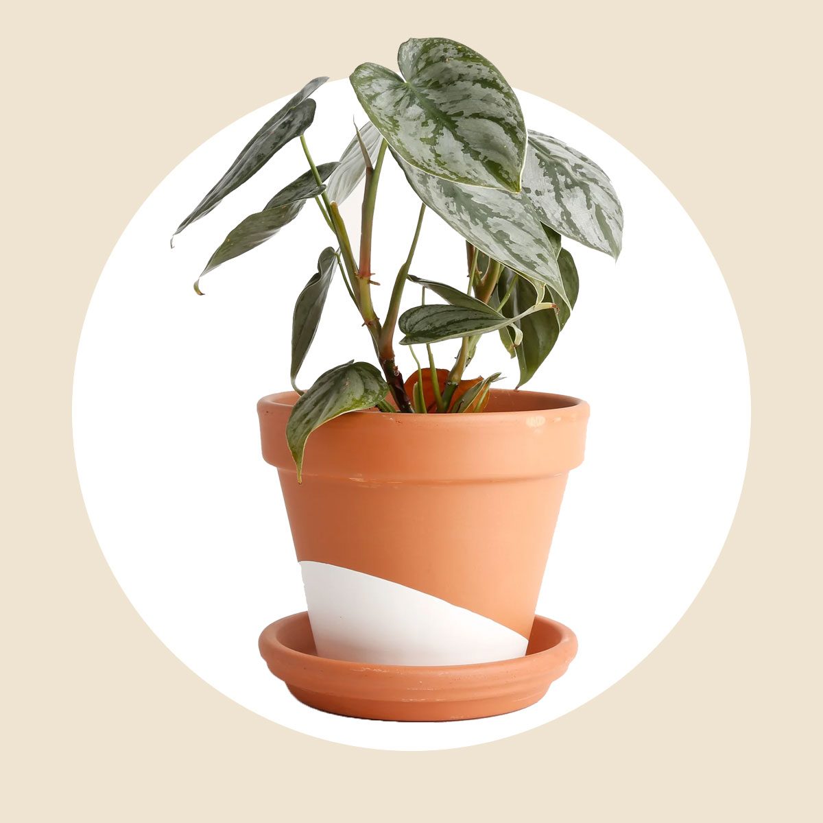 Philodendron Plant
