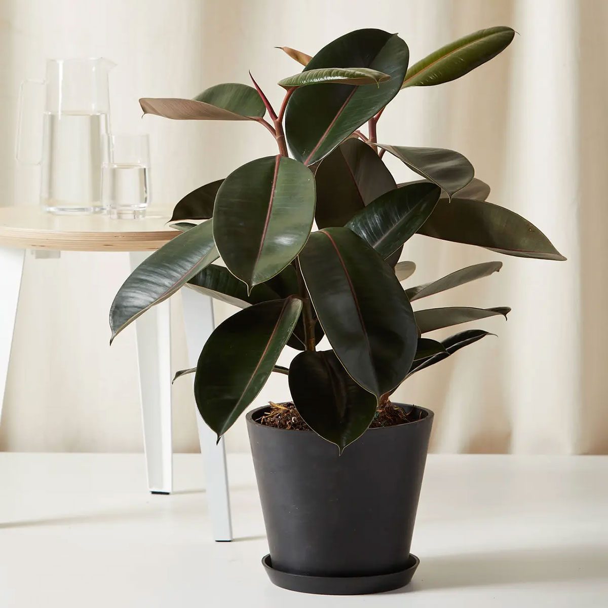Rubber Tree Plant
