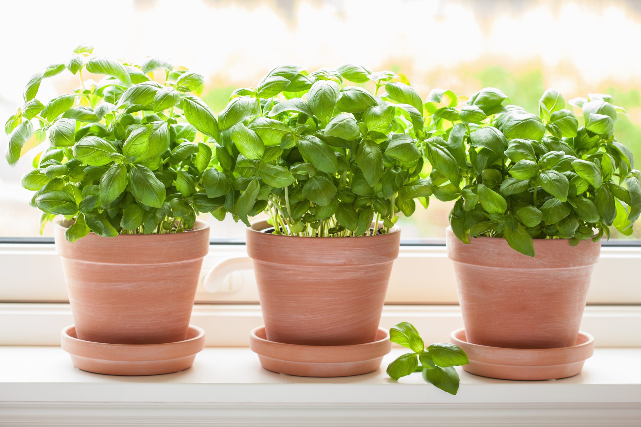 How to Grow Basil Indoors and When to Harvest It