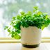 Your Guide to Growing Mint Indoors, Plus When to Harvest It