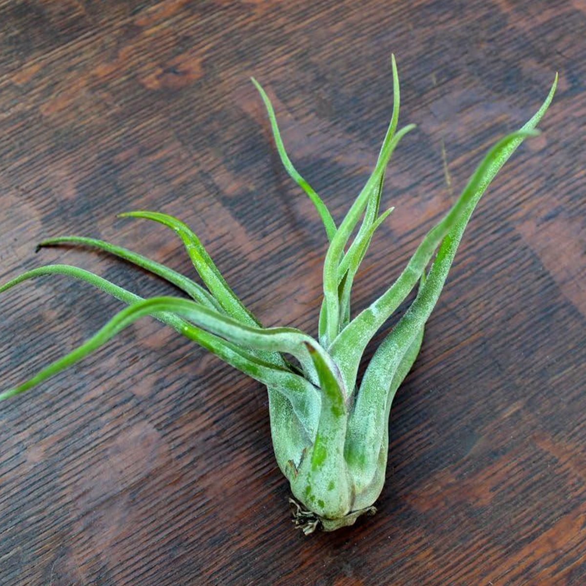 Tillandsia Caput Medusae