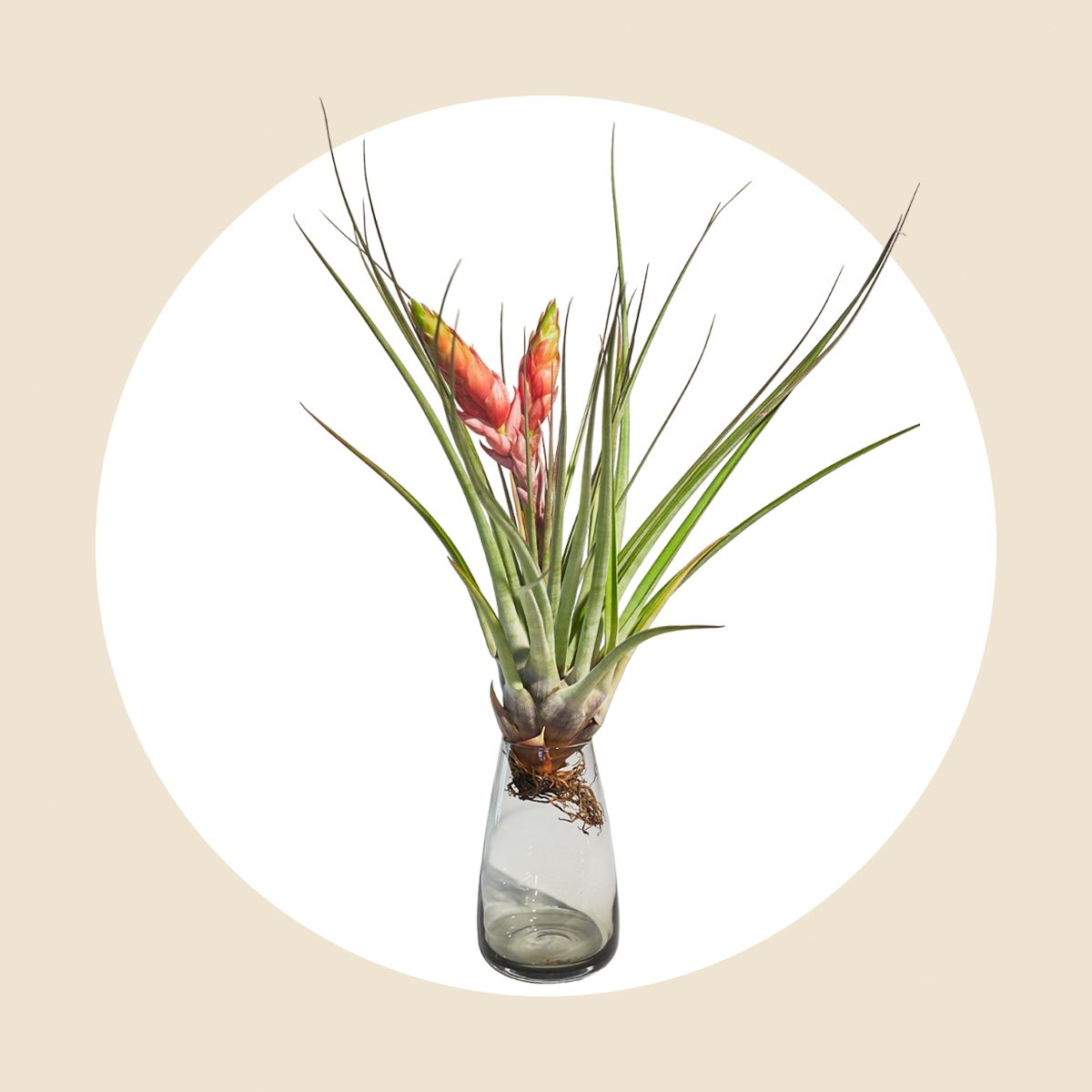 Tillandsia Fasciculata 