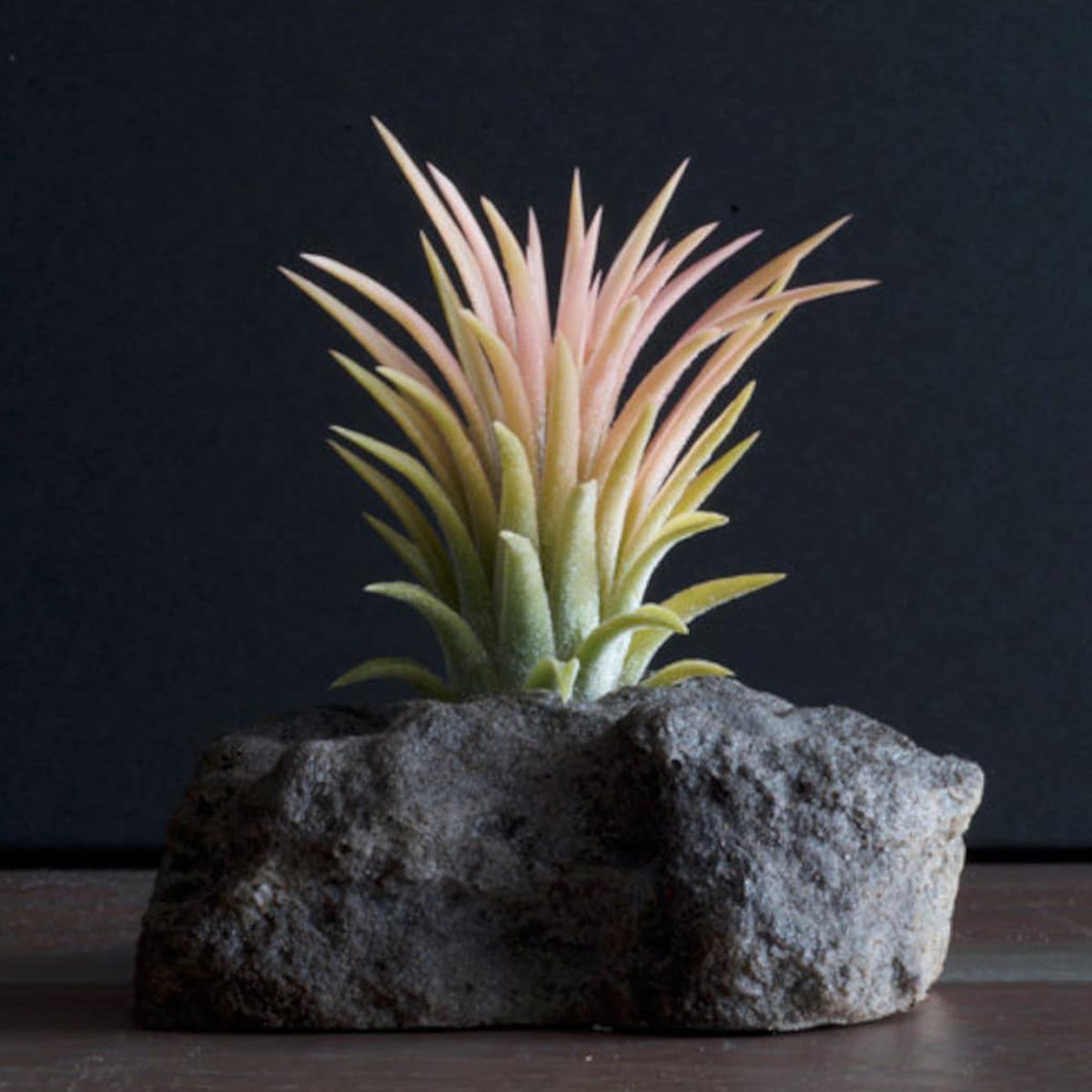 Tillandsia Ionantha 