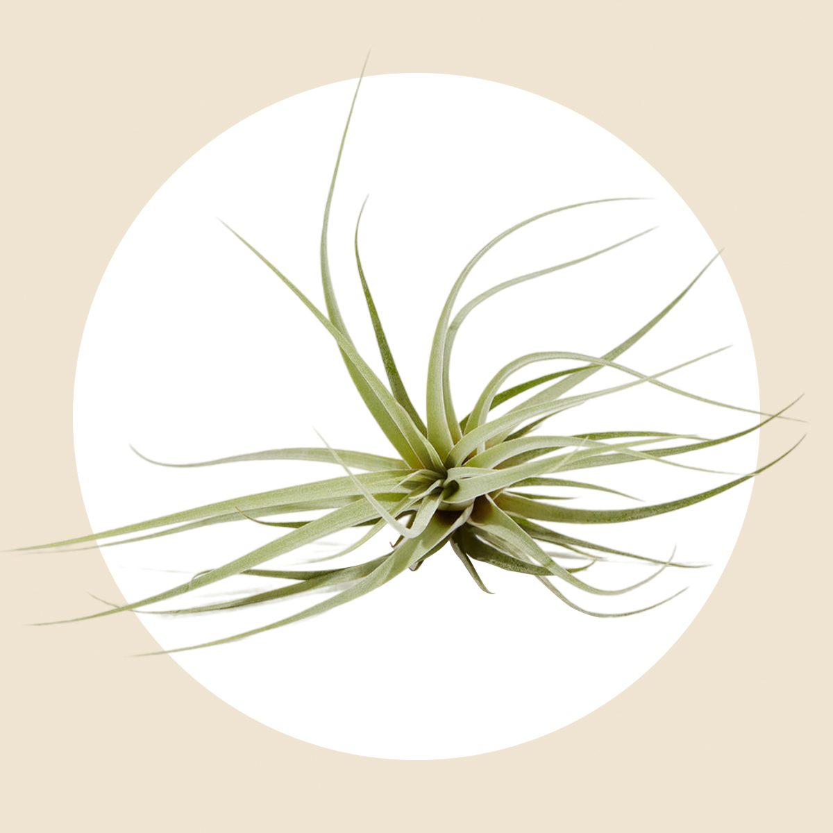 Tillandsia 