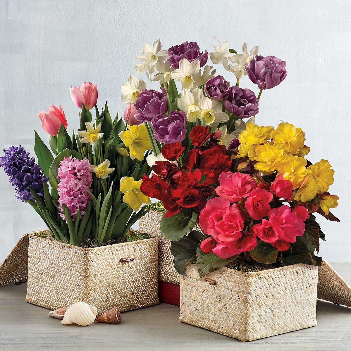 Bulb Of The Month Club