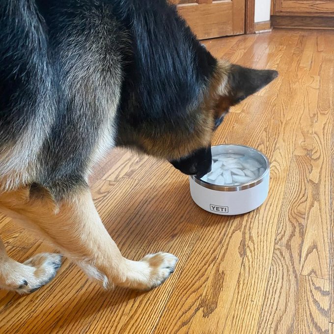 Yeti Dog Bowl